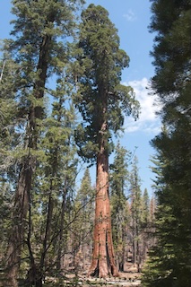 Redwood tree in a forest